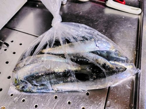 マイワシの釣果