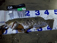 アイナメの釣果