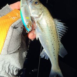 セイゴ（マルスズキ）