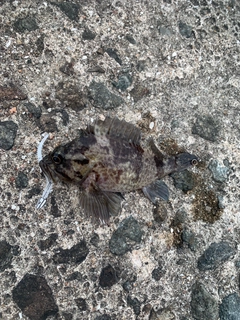 アイナメの釣果