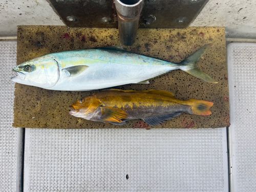 アイナメの釣果