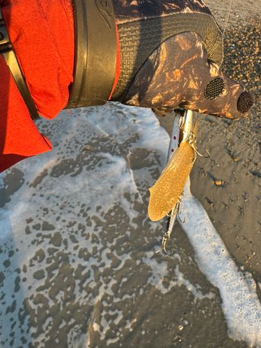 シタビラメの釣果
