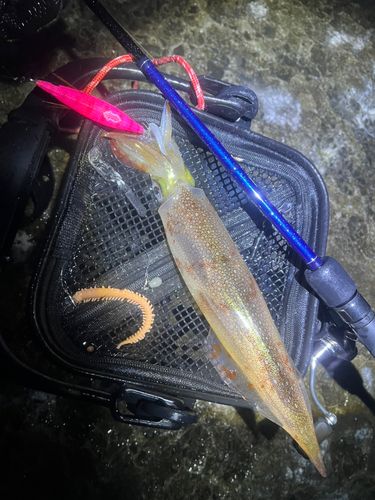 ヤリイカの釣果