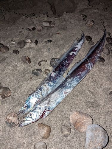 タチウオの釣果