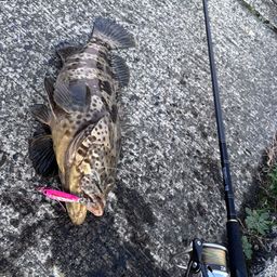 チャイロマルハタ