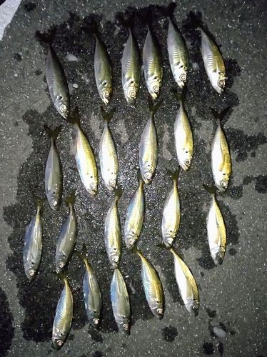 アジの釣果