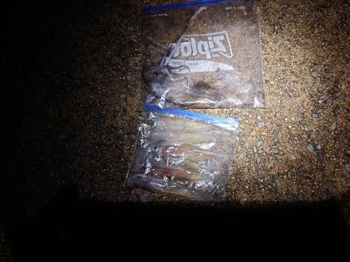 ヤリイカの釣果