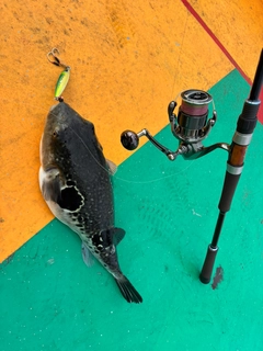 トラフグの釣果