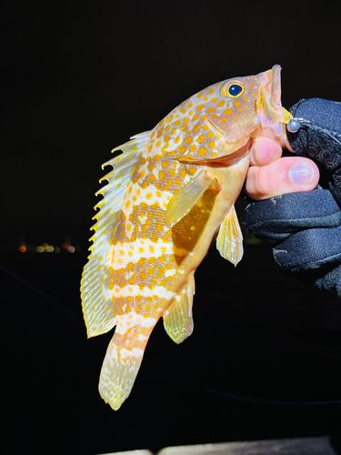 シーサイドコスモ釣り解放区