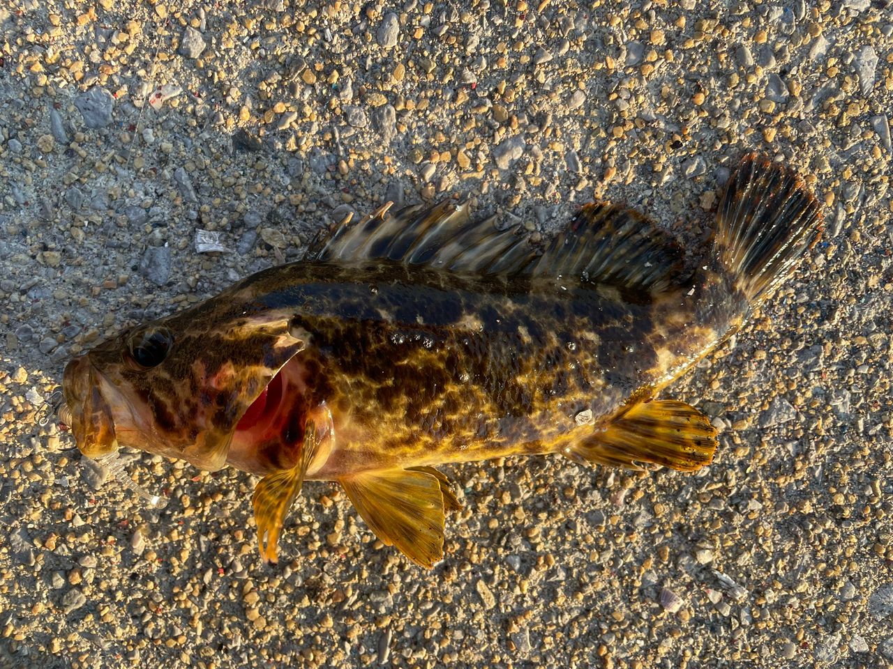 タケノコメバル