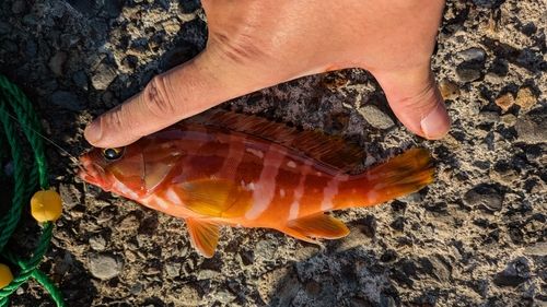アカハタの釣果