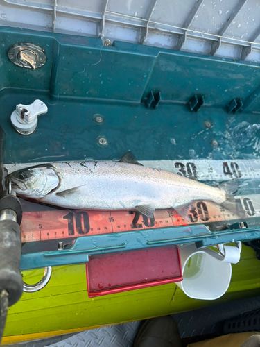 ビワマスの釣果