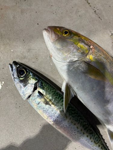 カンパチの釣果