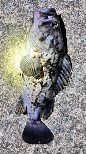 クロソイの釣果