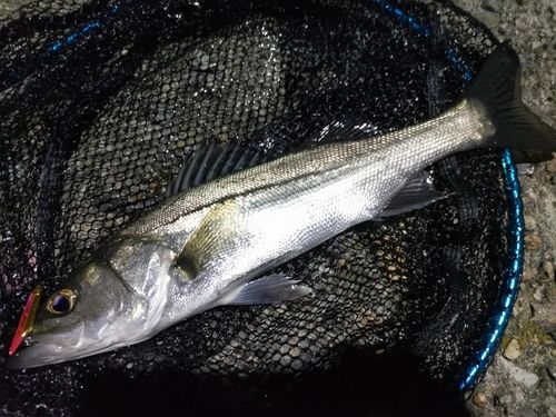 セイゴ（マルスズキ）の釣果