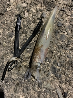 ヤリイカの釣果