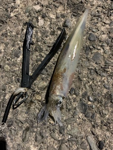 ヤリイカの釣果