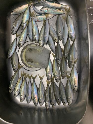 アジの釣果