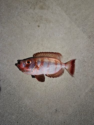 ホウセキキントキの釣果