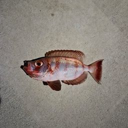 ホウセキキントキ