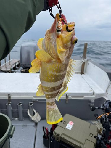 アオハタの釣果