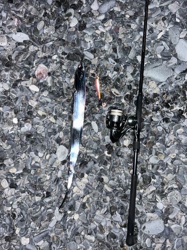 タチウオの釣果