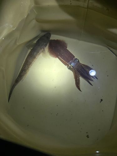 千葉港中央埠頭