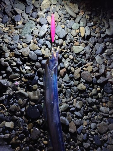 タチウオの釣果