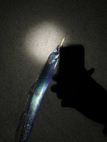 タチウオの釣果