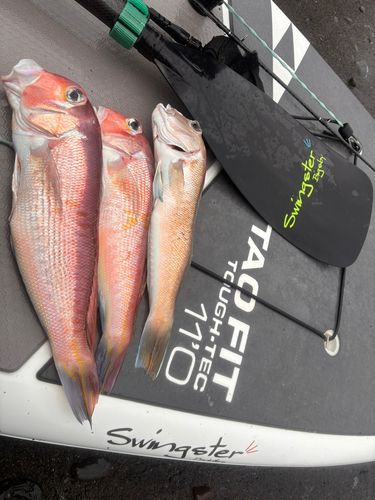 アマダイの釣果