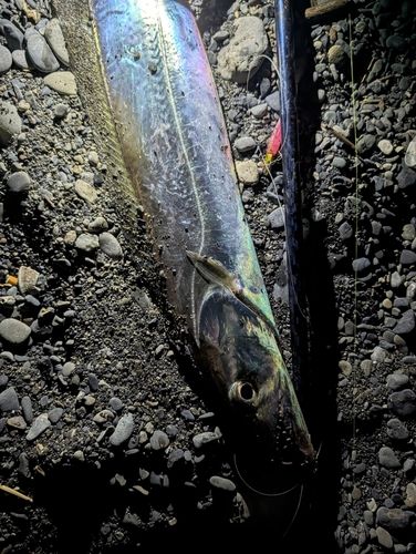 タチウオの釣果