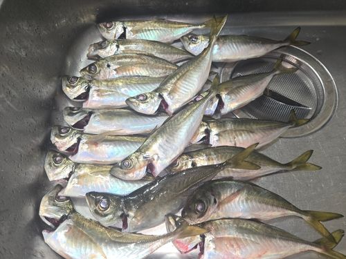 アジの釣果