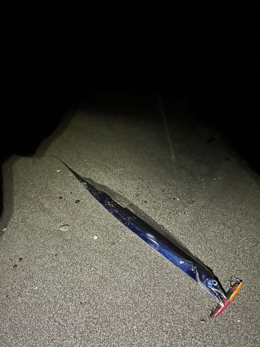 タチウオの釣果