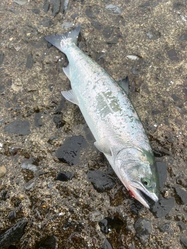 サクラマスの釣果