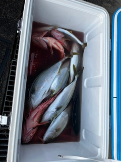 フクラギの釣果