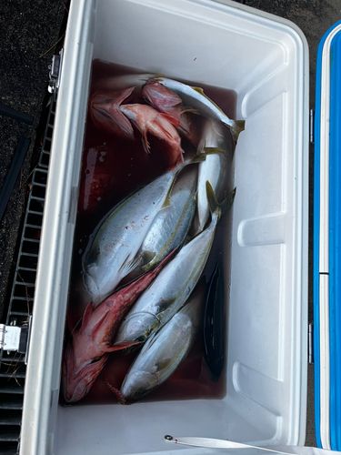 フクラギの釣果