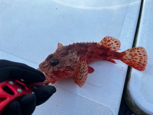 オニカサゴの釣果