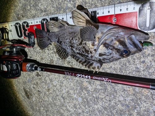 クロソイの釣果