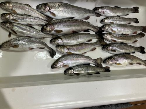 ニジマスの釣果