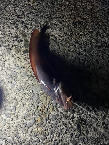 エゾイソアイナメの釣果