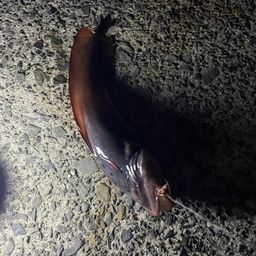 エゾイソアイナメ