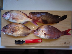 マダイの釣果