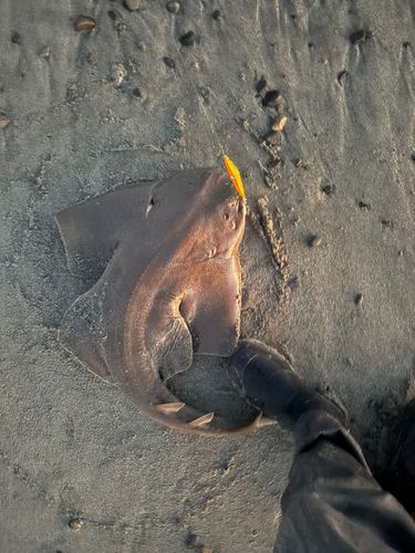 カスザメの釣果