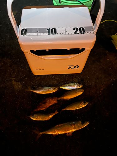 神戸空港親水護岸