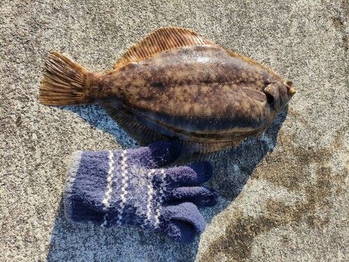 マコガレイの釣果