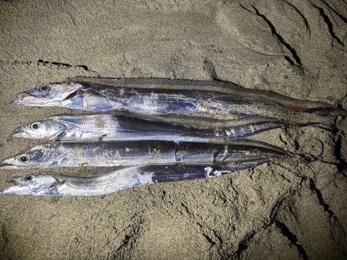 タチウオの釣果