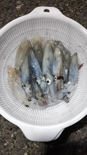 ヒイカの釣果