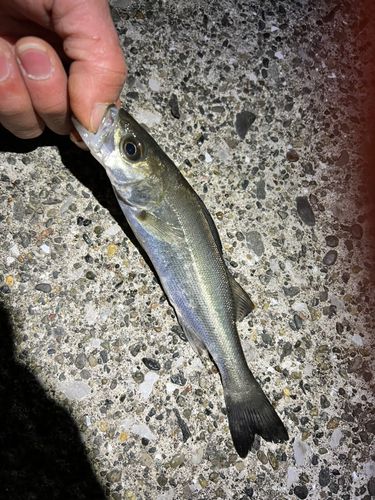 セイゴ（マルスズキ）の釣果