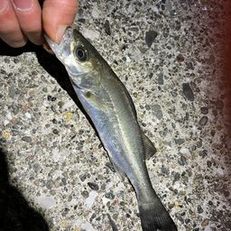 セイゴ（マルスズキ）