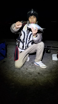 メアジの釣果